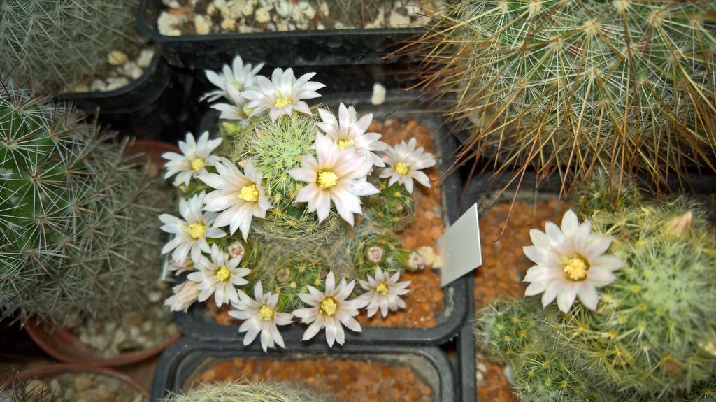 Mammillaria giselae